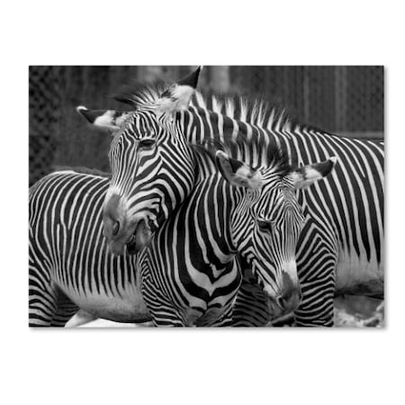 Mike Jones Photo 'Zebras' Canvas Art,18x24